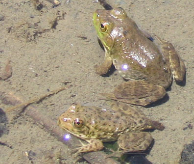 American Bullfrog
